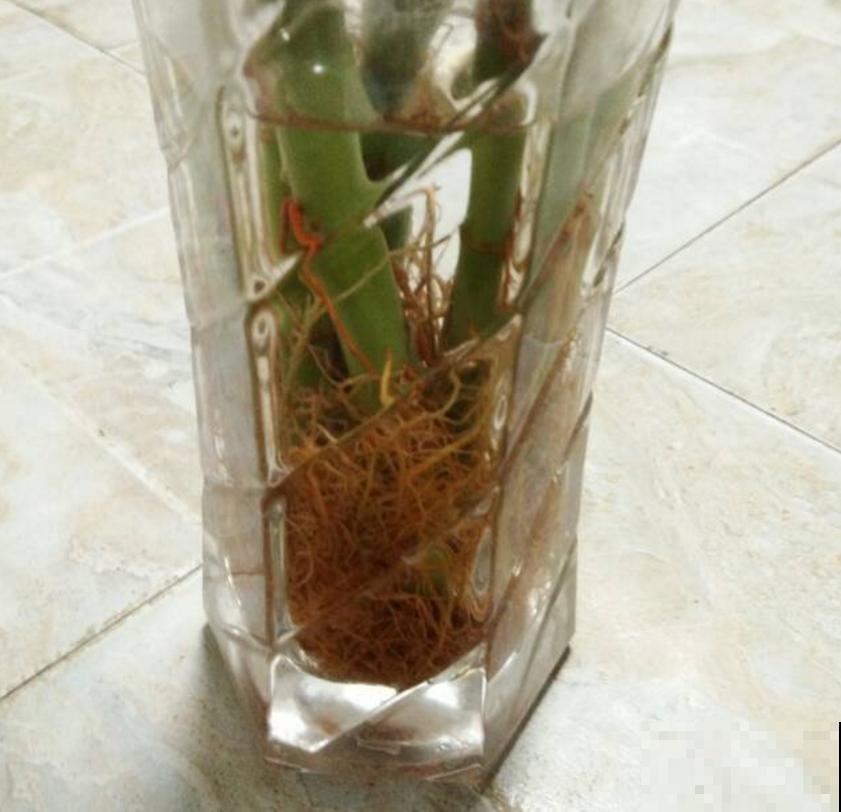 秋天富贵竹易黄叶,找准原因,翠绿一整秋! 秋天富贵竹易黄叶,找准原因,翠绿一整秋!