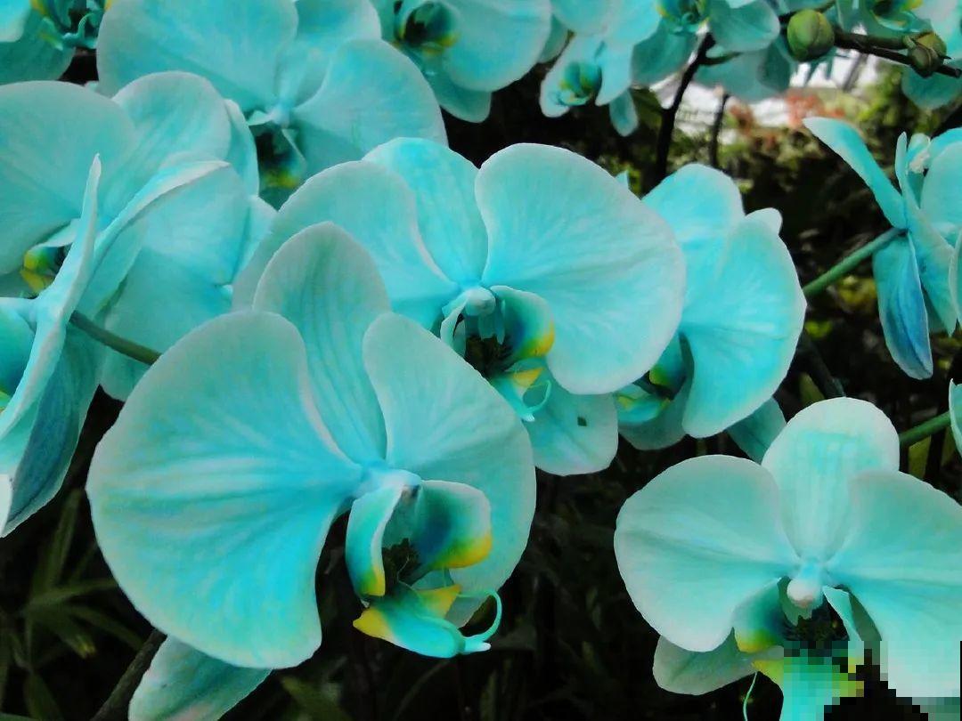 蓝色蝴蝶兰头一回见,一买就上当,养不活真生气! 蓝色蝴蝶兰头一回见,一买就上当,养不活真生气!