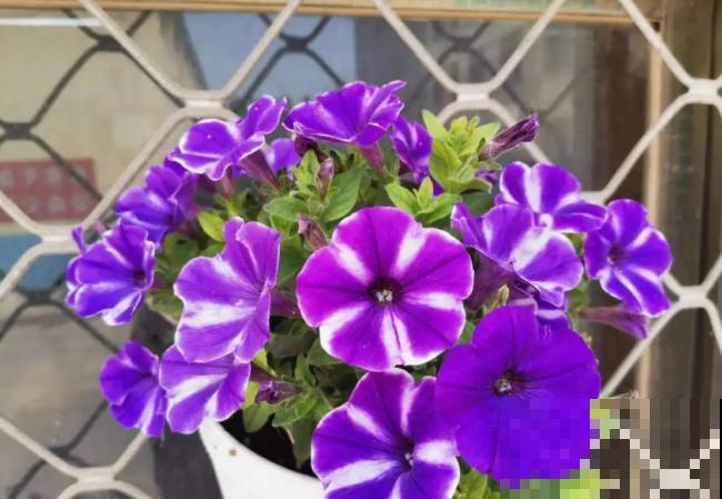 家里养盆矮牵牛，狠心掐一掐，开花更易爆盆