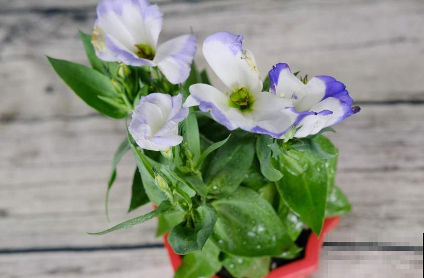 洋桔梗特漂亮，胜过玫瑰，种在阳台美爆了！