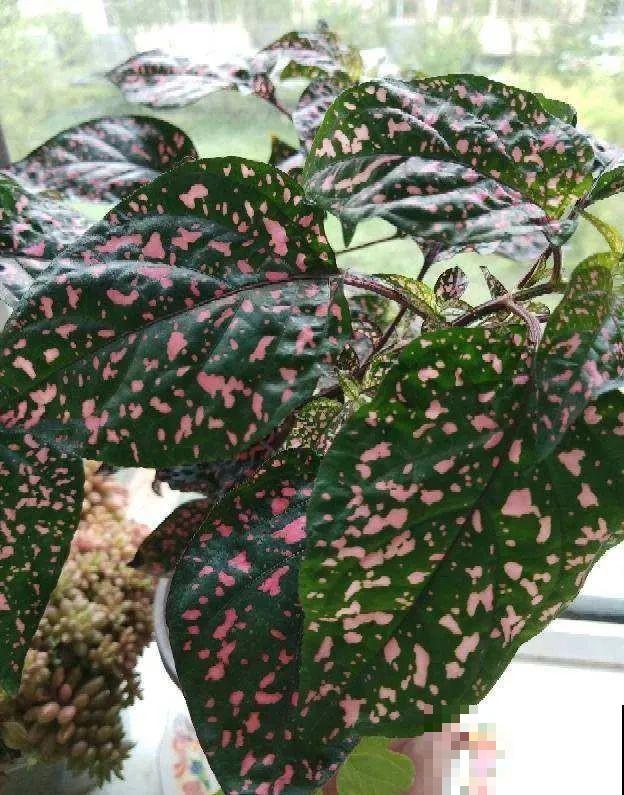 冬天就养耐阴花，没光也能开爆盆，扔角落自己疯长！