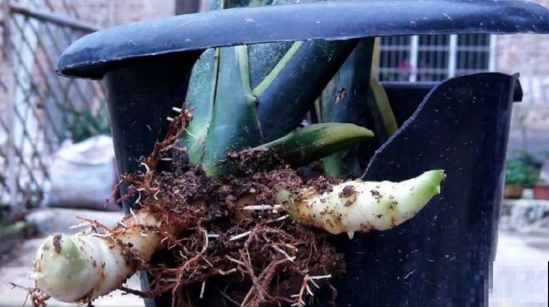 花上长了这个,再不换盆,就要憋死了! 花上长了这个,再不换盆,就要憋死了!