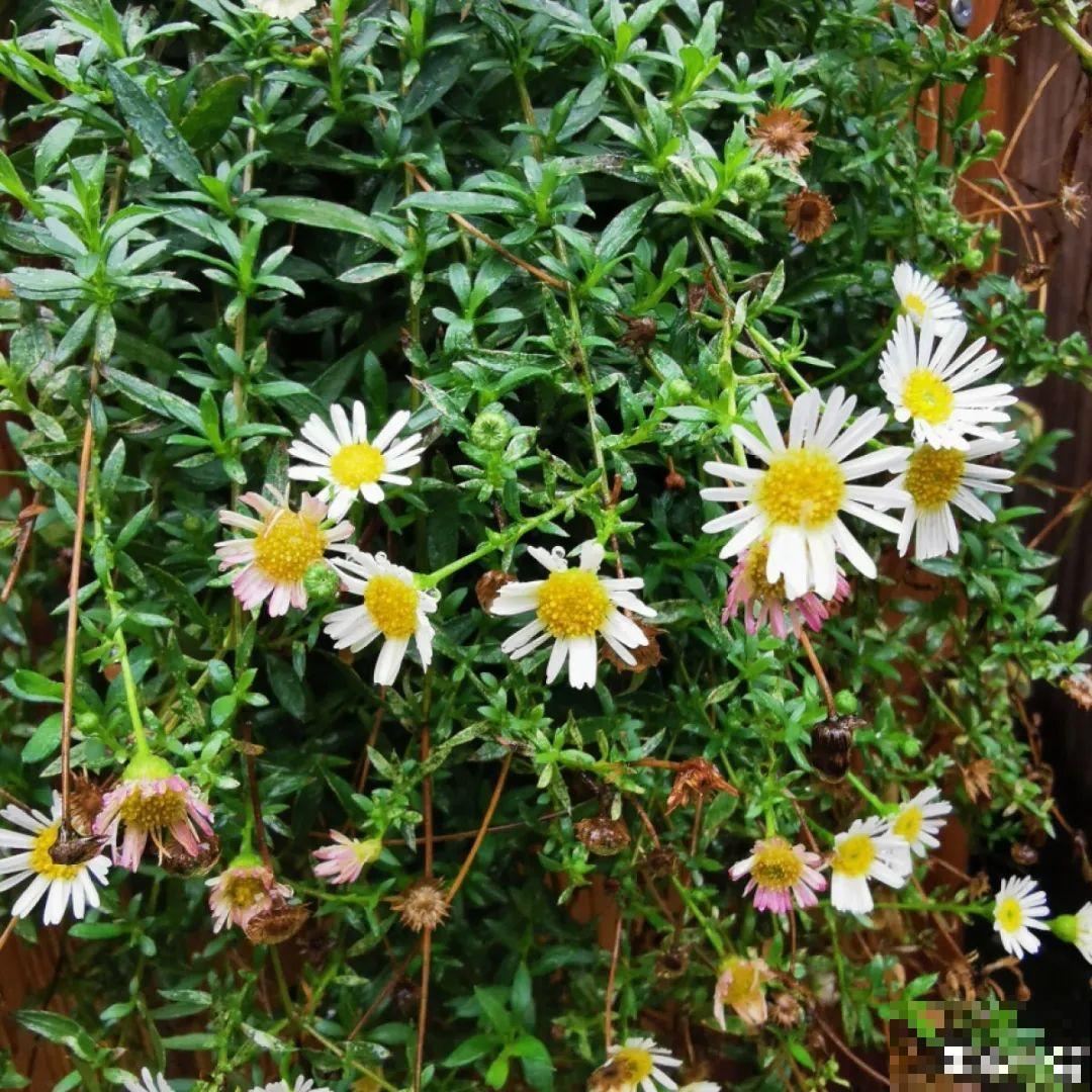 50种小时候常见的野草，现在几乎见不到了