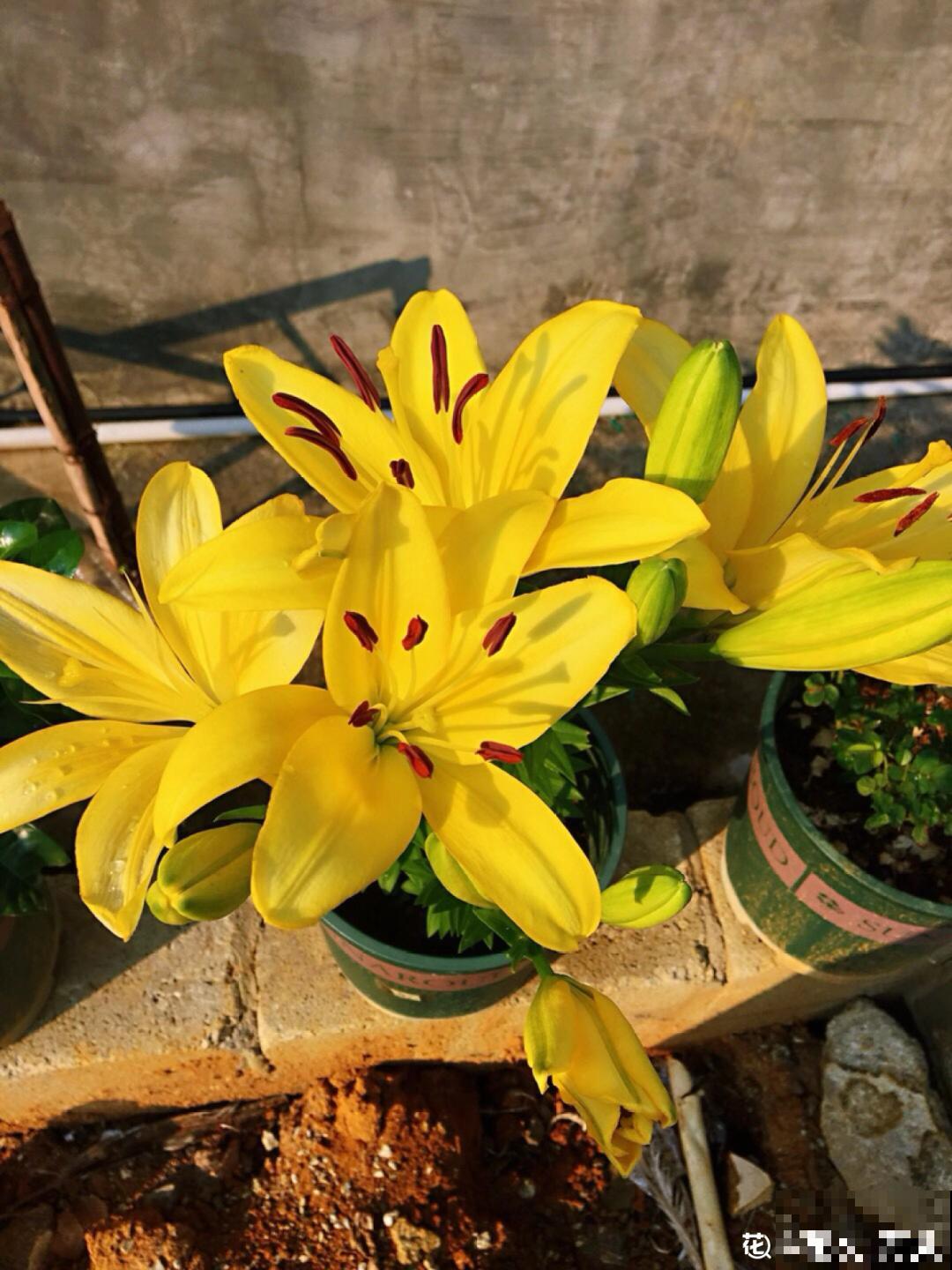 7种花冬天要休眠，看着好像枯死了，千万别丢掉