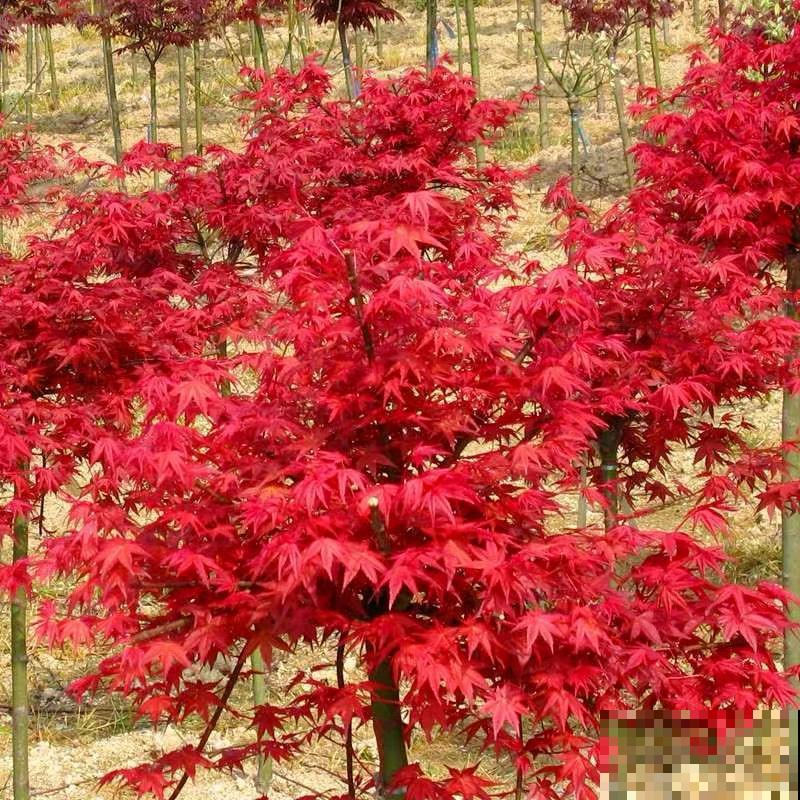 一种花名叫红舞姬,叶子红彤彤,养在家里红红火火 一种花名叫红舞姬,叶子红彤彤,养在家里红红火火