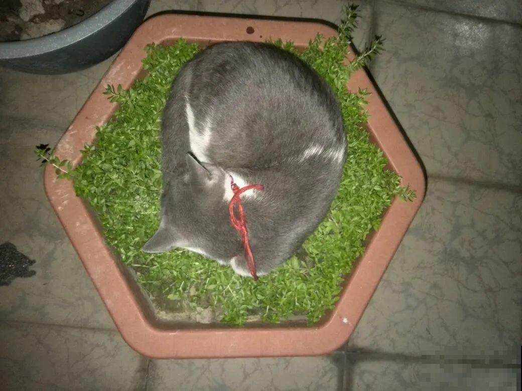 叶子被狗啃光了,还能不能活?糟心! 叶子被狗啃光了,还能不能活?糟心!