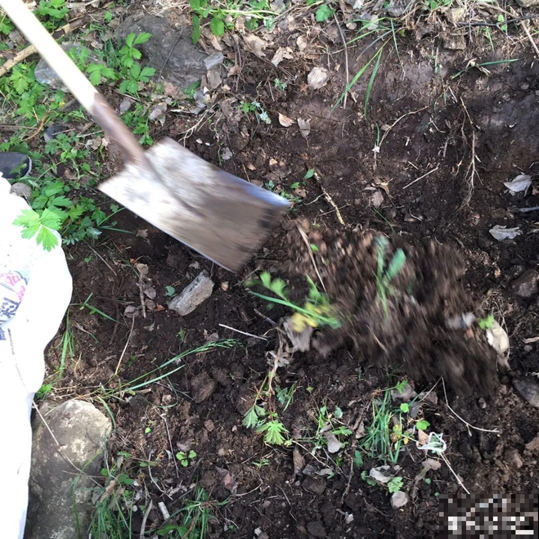 杀虫的好时机到了,虫卵一窝端,来年再也不生虫! 杀虫的好时机到了,虫卵一窝端,来年再也不生虫!