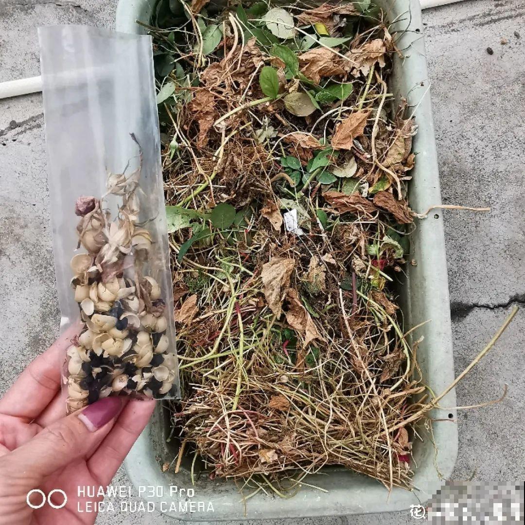 15种花，开完花就结种子，千万别丢掉