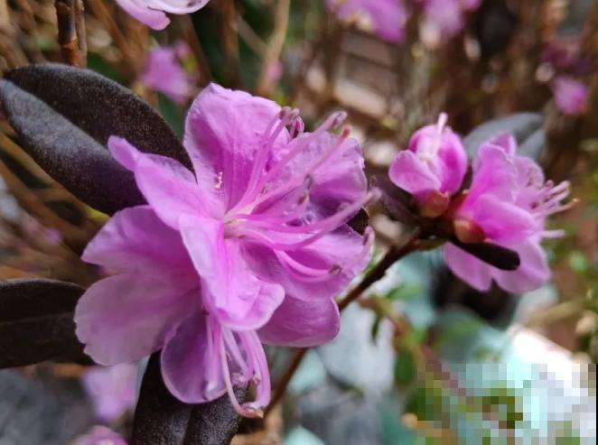 你在哪个城市，最适合养的花就是它！