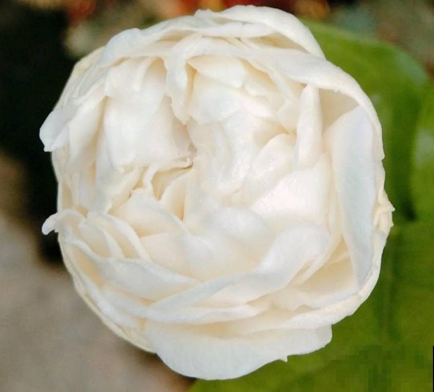 虎头茉莉太霸气,花多大,味道香,茉莉圈里称霸王! 虎头茉莉太霸气,花多大,味道香,茉莉圈里称霸王!