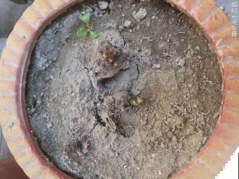 现在种下芍药根，天气越冷长得越壮，明天春天妥妥开爆