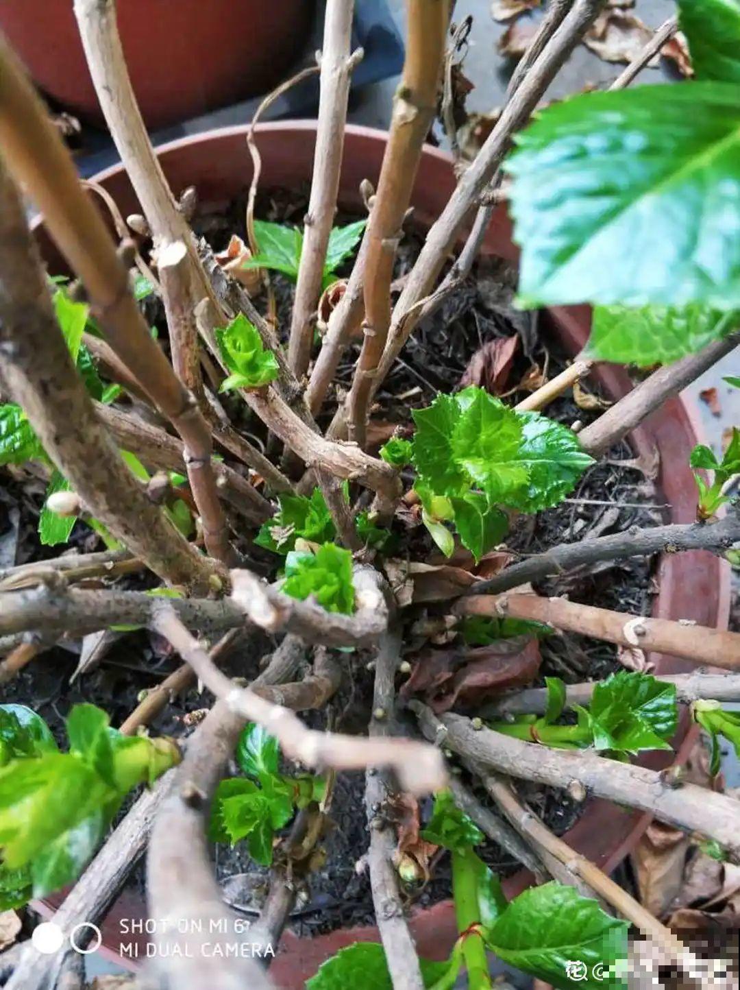 7种花冬天要休眠，看着好像枯死了，千万别丢掉