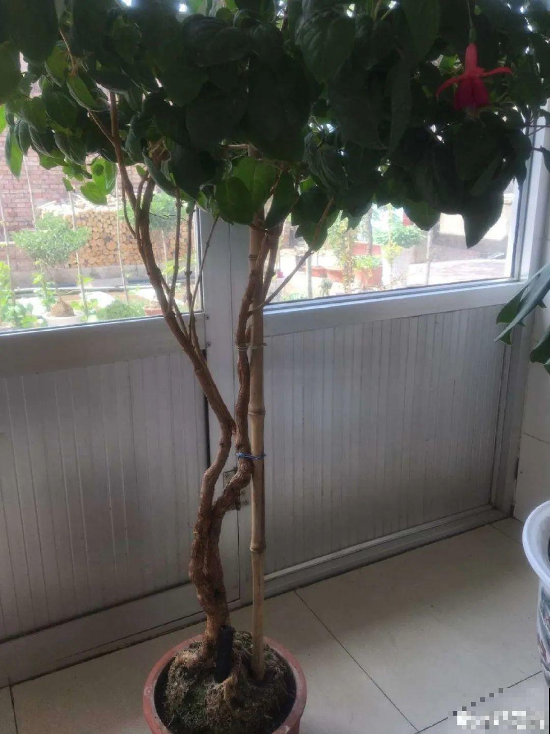 最大的长寿老桩,7年时间,养成盆景! 最大的长寿老桩,7年时间,养成盆景!