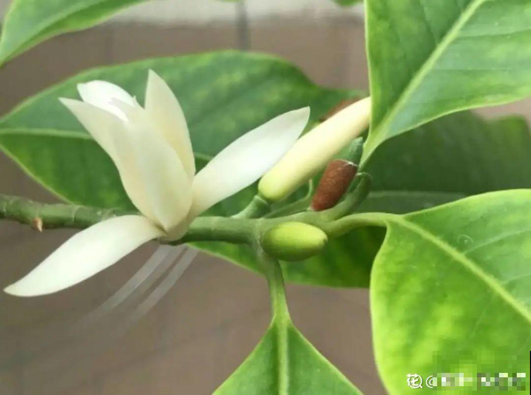 你在哪个城市，最适合养的花就是它！