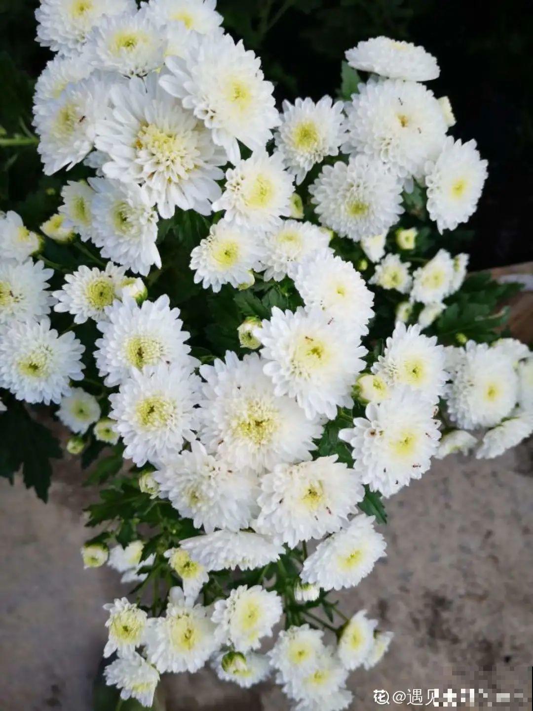 市里区一楼做个小花园,的确很美,一定要注意照顾邻居感受 市里区一楼做个小花园,的确很美,一定要注意照顾邻居感受