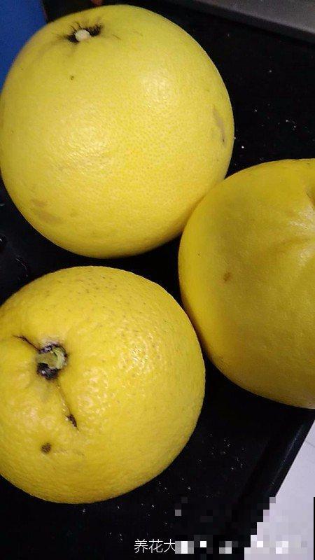 冬天吃柚子，记住这4点，挑得个个好吃