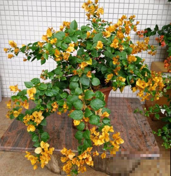 修剪时间要选准，现在修剪刚刚好，越剪越长！