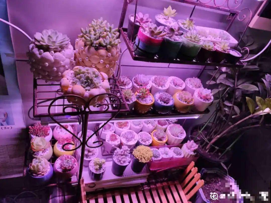 冬天休眠的花，你以为它死了，其实还活着！