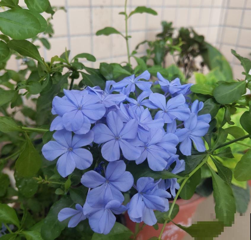 蓝雪花秋冬这样养，花开朵朵，枝繁叶茂！