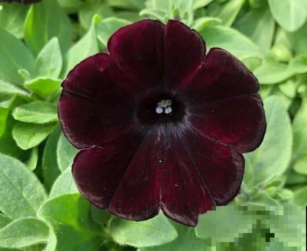 家里养盆矮牵牛，狠心掐一掐，开花更易爆盆