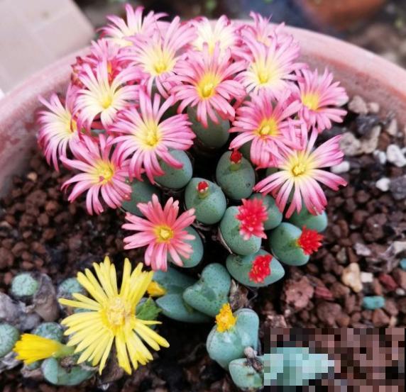 花容易“挂”不用急,多半是因为这3个问题,注意一点! 花容易“挂”不用急,多半是因为这3个问题,注意一点!