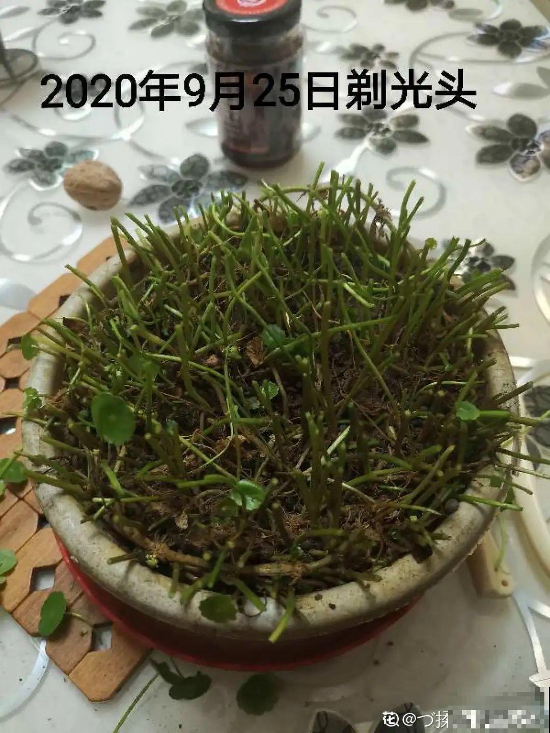 被拉进黑名单的花，再便宜也不买了，真浪费钱