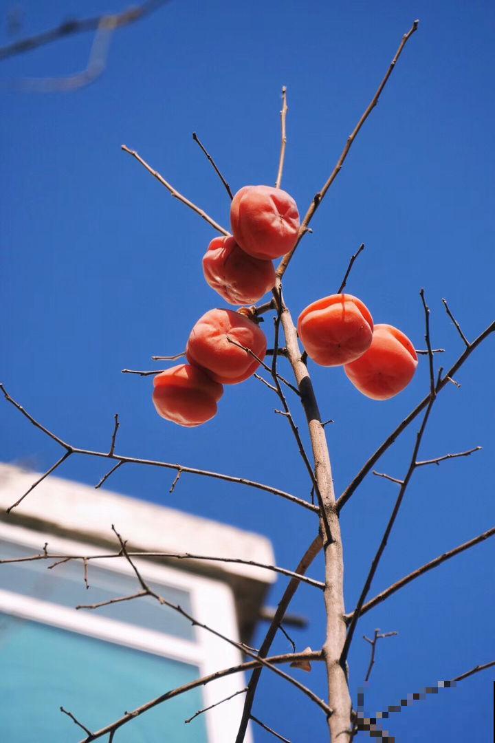 柿子丰收吃不完，赶紧晒成柿饼，香甜软糯特好吃