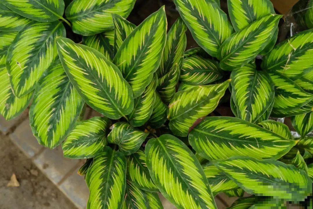 逛花市必买的花，十月入手刚刚好，不买亏大了！