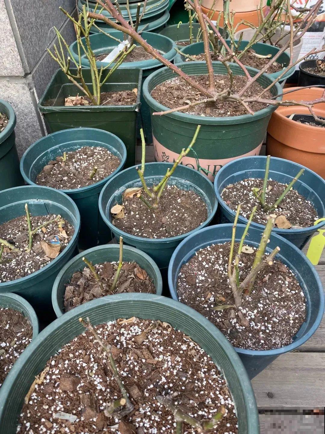 7种花冬天要休眠，看着好像枯死了，千万别丢掉