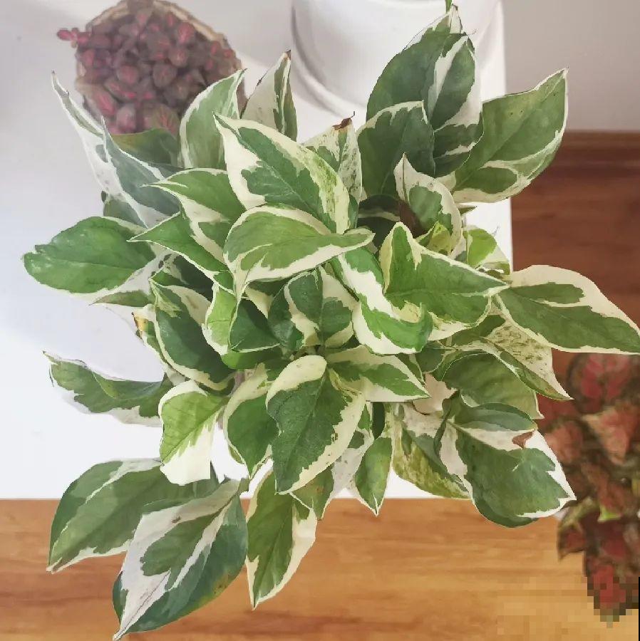 绿萝、吊兰变异了？这些品种，你未必都见过！