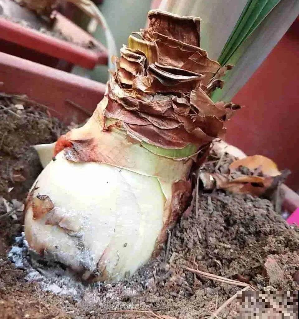 想省心就养这些花,没有病虫害,就爱开花! 想省心就养这些花,没有病虫害,就爱开花!