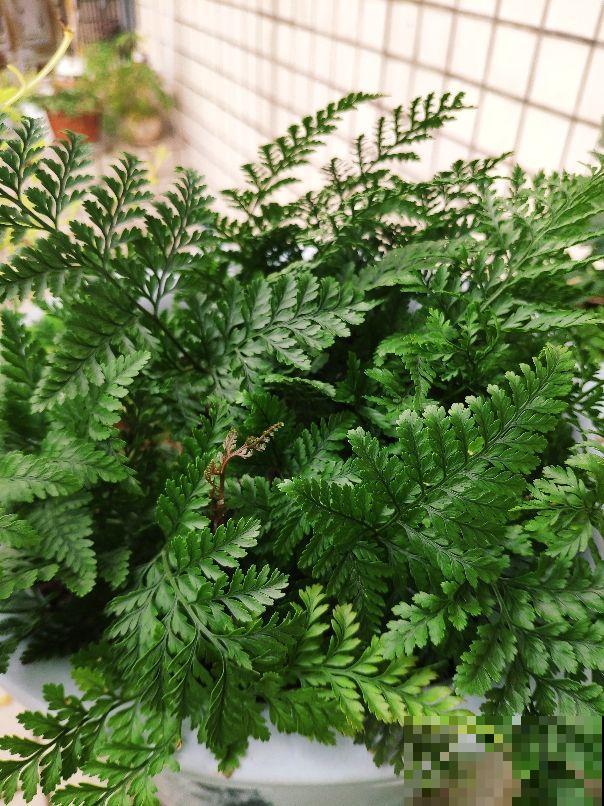 植物命名的5种方式,新奇有趣! 植物命名的5种方式,新奇有趣!