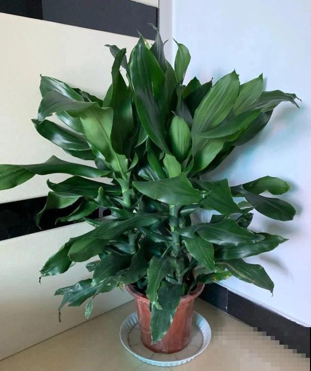 冬天就养耐阴花，没光也能开爆盆，扔角落自己疯长！