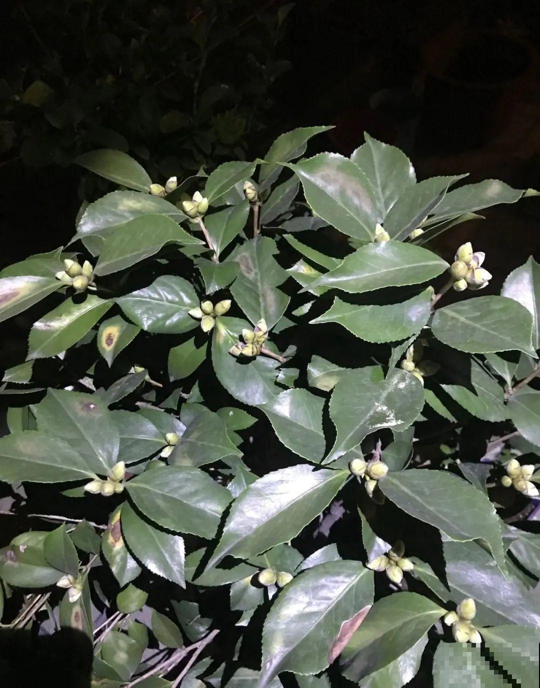 冒出来的花苞全剪了,气的人肝疼,1个月后竟然爆开花! 冒出来的花苞全剪了,气的人肝疼,1个月后竟然爆开花!