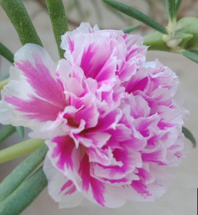 这些花一开始觉得丑,养了之后:真香! 这些花一开始觉得丑,养了之后:真香!