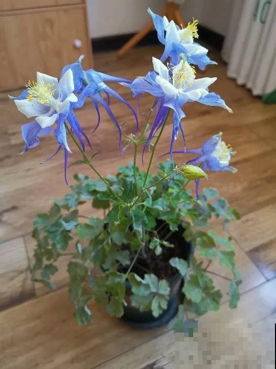 冬天就养耐阴花，没光也能开爆盆，扔角落自己疯长！