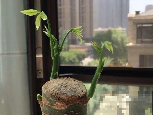 秋天降温快，家里养这9种花，要赶紧搬进屋了