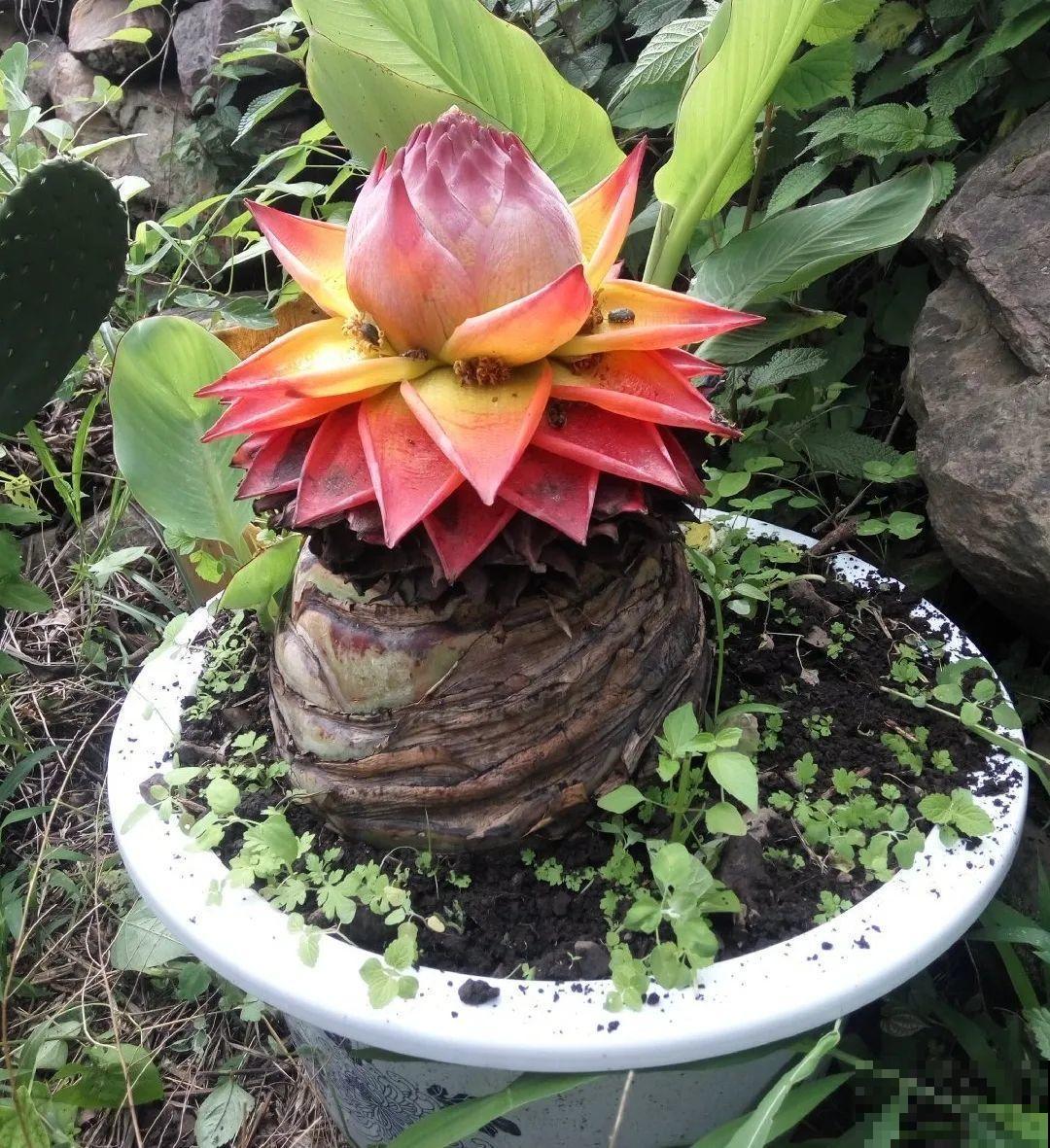 这种花很稀罕,以前喂猪没人要,现在抢破头! 这种花很稀罕,以前喂猪没人要,现在抢破头!