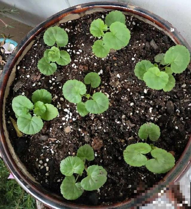 秋分后，绿化带捡种子，回家撒土里就活！