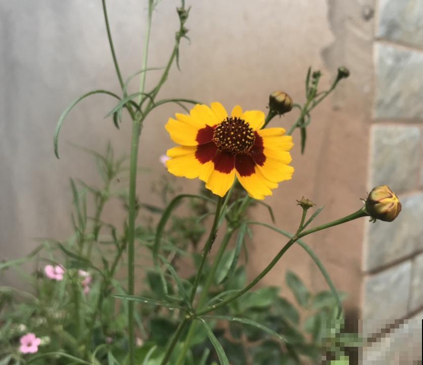 金鸡菊花期长,扔几粒种子,能开小半年! 金鸡菊花期长,扔几粒种子,能开小半年!