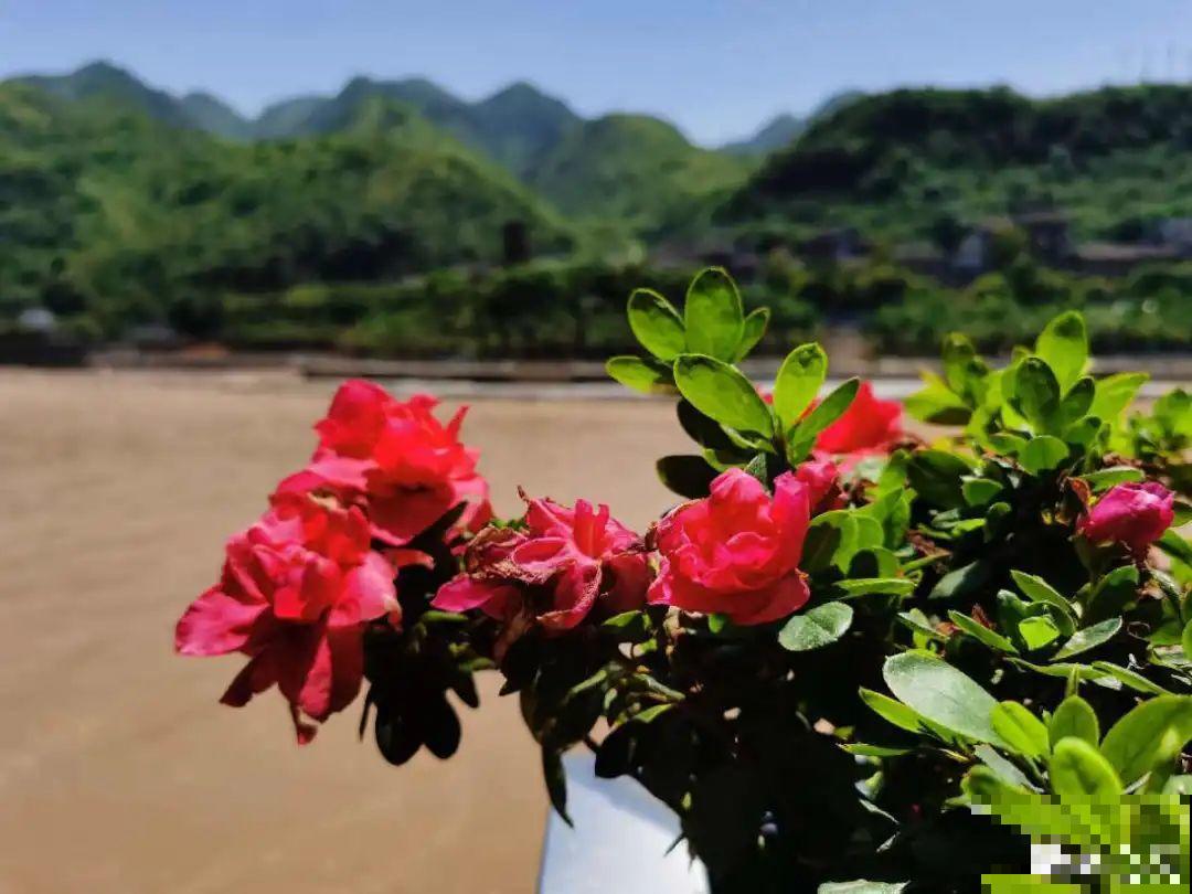 秋天特难养的花，养不活难受，还惹一肚子气！