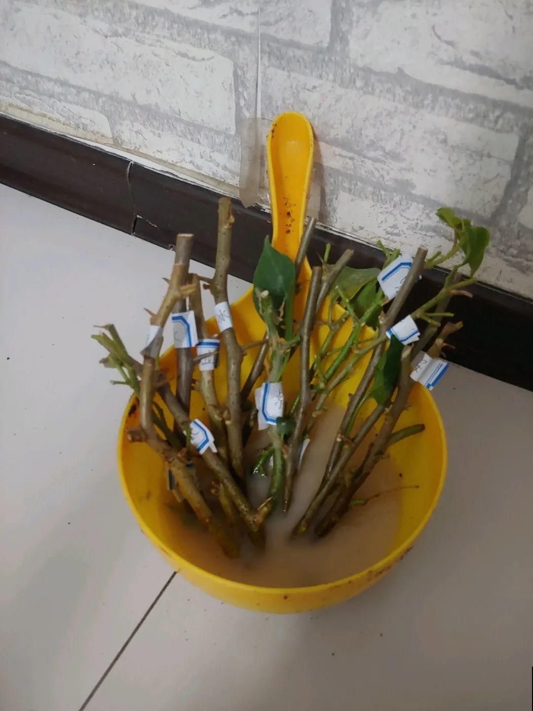 路过垃圾桶，捡走两个泡沫箱，回家扦插出了一大片花