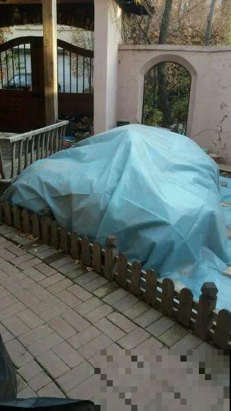 立冬了，给花裹上报纸，冬天再也冻不死！