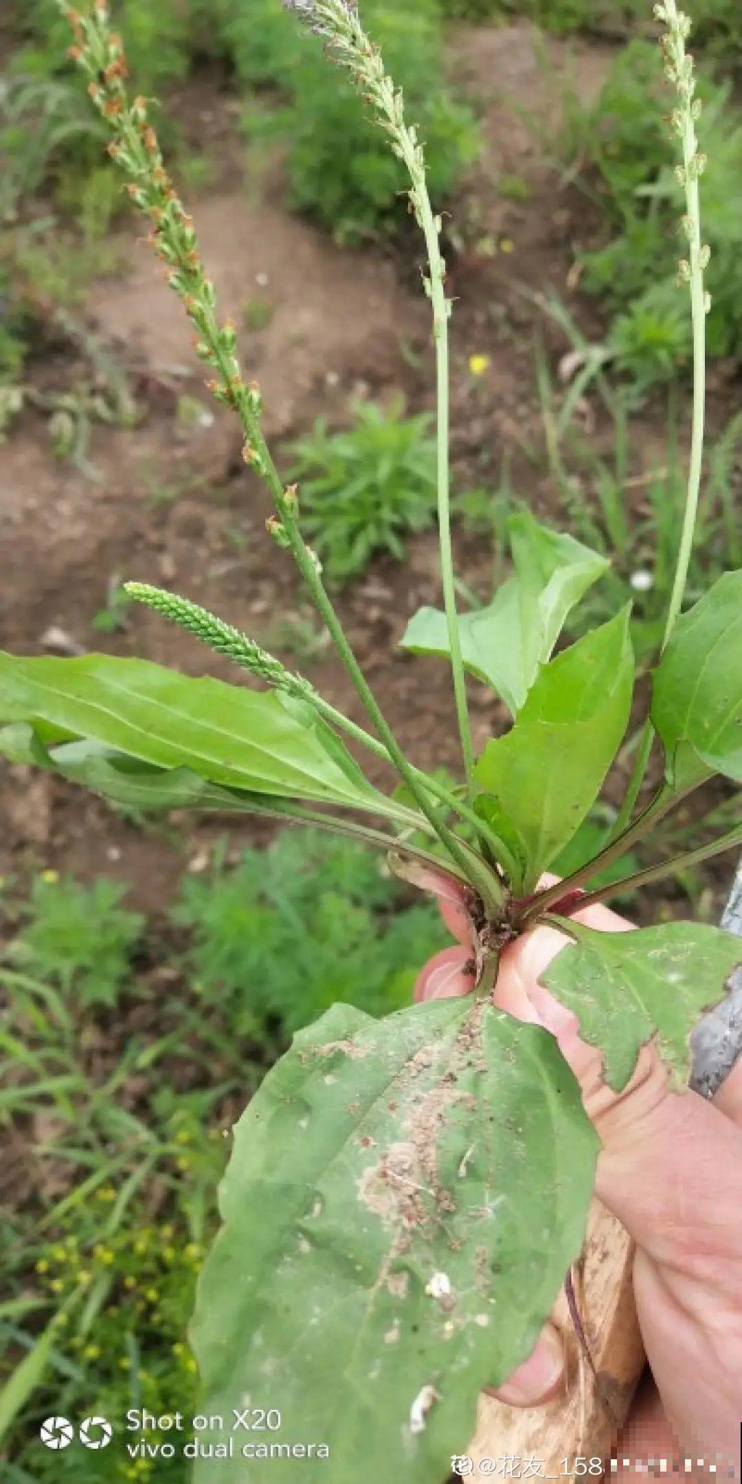 50种小时候常见的野草，现在几乎见不到了