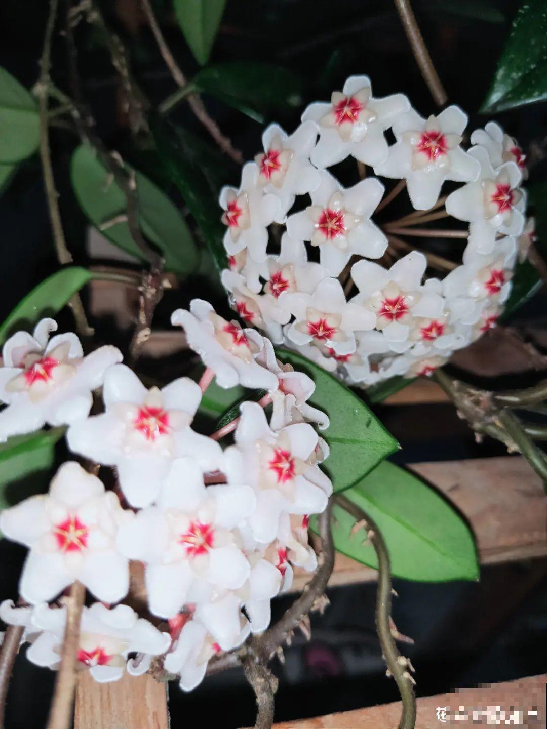 十一赏花图谱，看了啥花都认识，不用问别人！