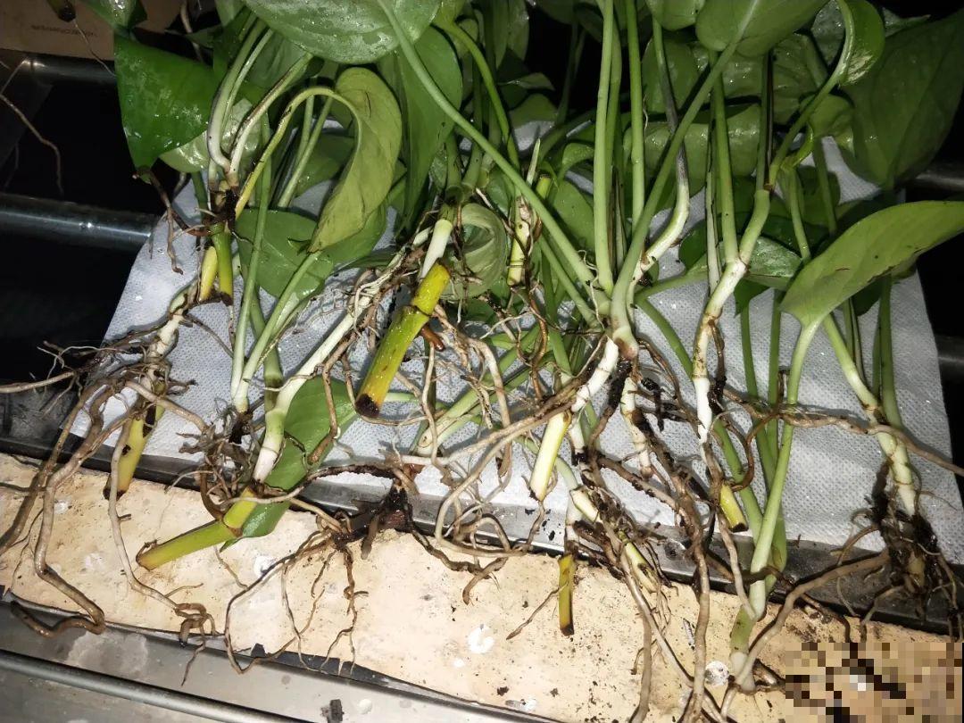 这花冬天要冻死,抓紧埋土里,还能活命! 这花冬天要冻死,抓紧埋土里,还能活命!