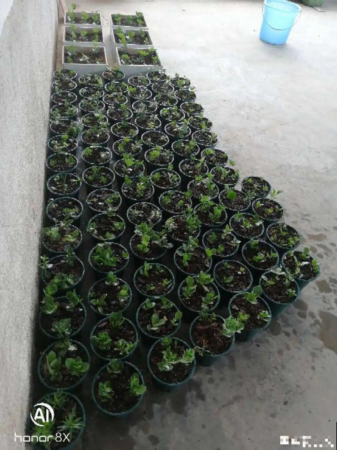 最后一波扦插，赶紧动手，天冷就不行了！