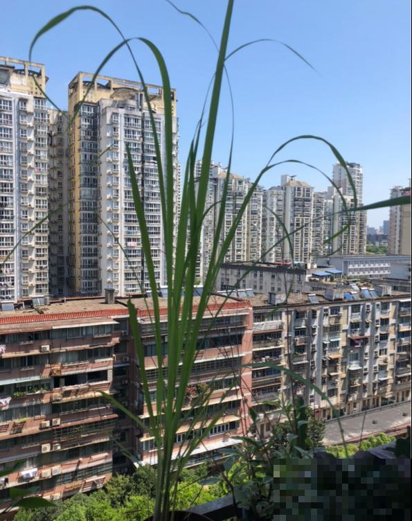 植物命名的5种方式,新奇有趣! 植物命名的5种方式,新奇有趣!