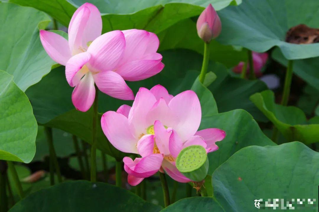 你在哪个城市，最适合养的花就是它！