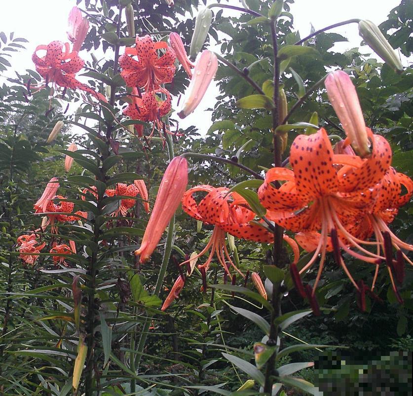 卷丹百合品性好，耐寒又耐热，怎么养都死不了！